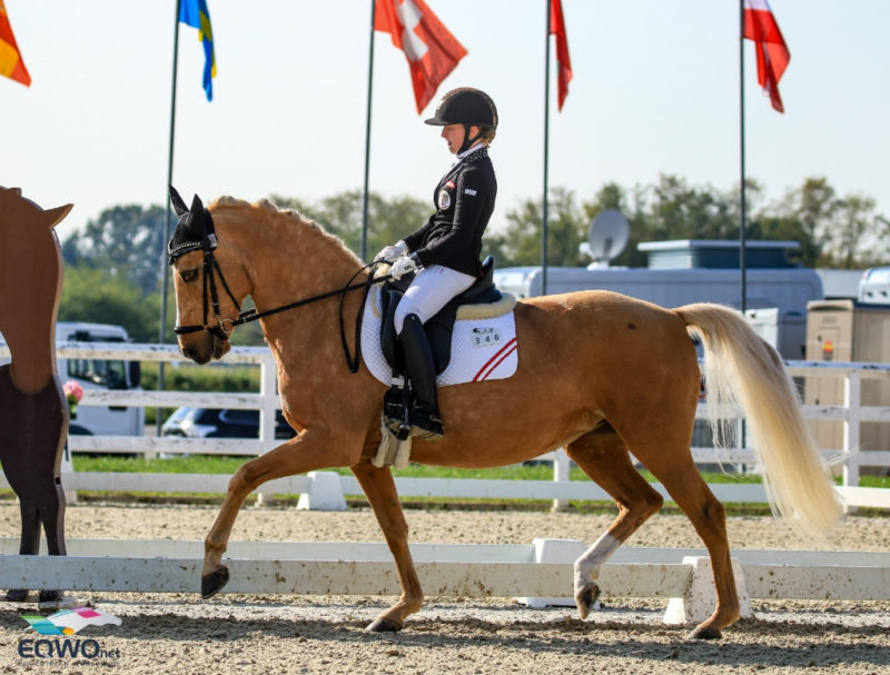 RIP Dynie! Die 20-jährige Ponystute Dynasty musste aufgrund von Hufrehe erlöst werden. Sie trug u.a. Fanny Jöbstl durch drei Europameisterschaften. © EQWO.net | Petra Kerschbaum