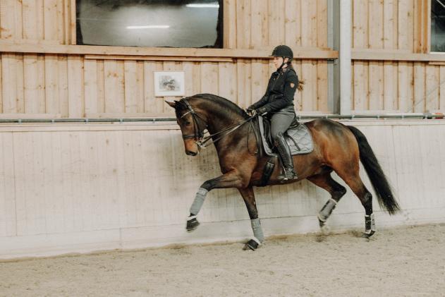 Was ein Hingucker! Franziska Fries (NÖ) hat ein neues Pferd im Stall: der siebenjährige FaceTime ist bis St. Georg ausgebildet. © Privat