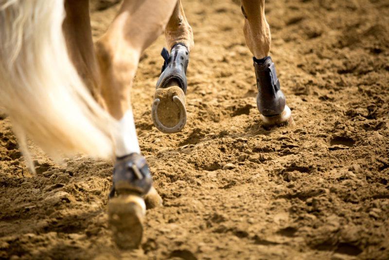 Spend lots of time in trot and canter to improve cardiovascular fitness © Shutterstock