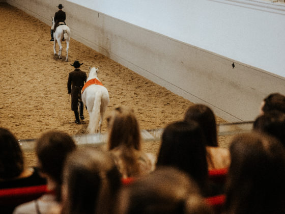 Tierquälerei oder politische Intrigen: Die Spanische Hofreitschule beschäftigt aktuell die österreichischen Medien. © Spanische Hofreitschule