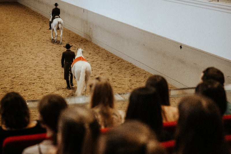 Tierquälerei oder politische Intrigen: Die Spanische Hofreitschule beschäftigt aktuell die österreichischen Medien. © Spanische Hofreitschule