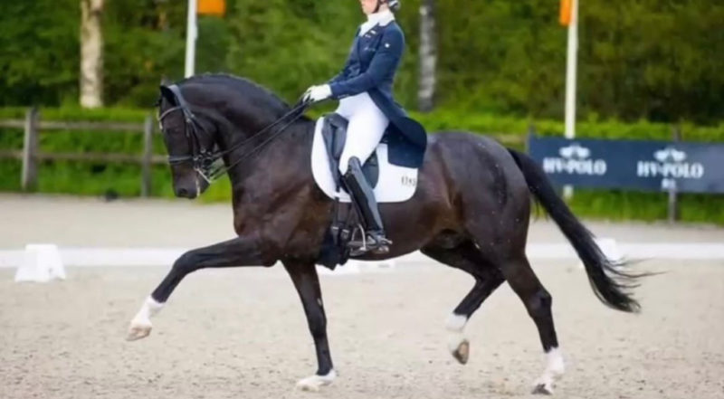 Felicia Simonic (W) hat ein neues Pferd: der neunjährige KWPN-Hengst Ivar D.E. kommt heute in Österreich an! © Privat