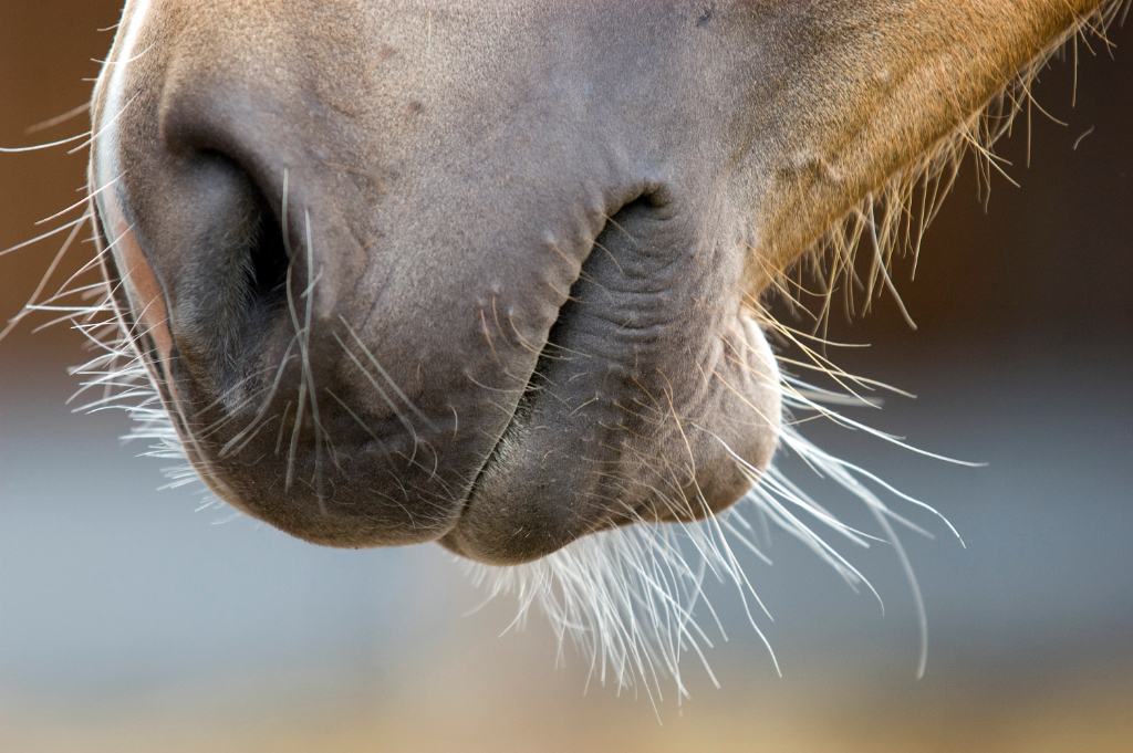Warum Tasthaare für Pferde wichtig sind & das Clippen verboten ist. © Adobe Stock