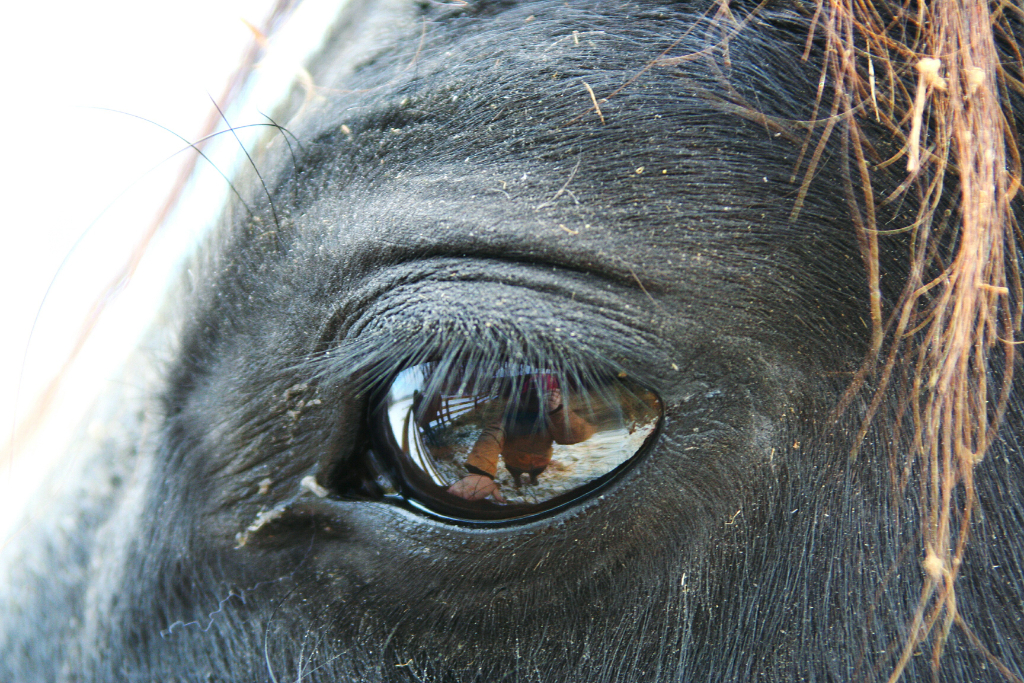 Tasthaare, Vibrissen oder Sinushaare schützen Pferde vor Stoßverletzungen und dienen zur Selektion der Nahrungsmittel. © Adobe Stock