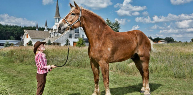 Der belgische Kaltblut-Wallach Big Jake war mit seinem Stockmaß von 2,10 m zu seinen Lebzeiten das größte Pferd der Welt. © FB: Guinness World Records