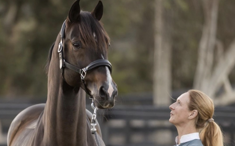 Der 17-jährige Sanceo v. San Remo geht in Pension! Sabine Schut-Kerys (USA) Erfolgspferd wird in Zukunft von Texas aus züchterisch aktiv sein. © IG: sabineschut_kerydressage