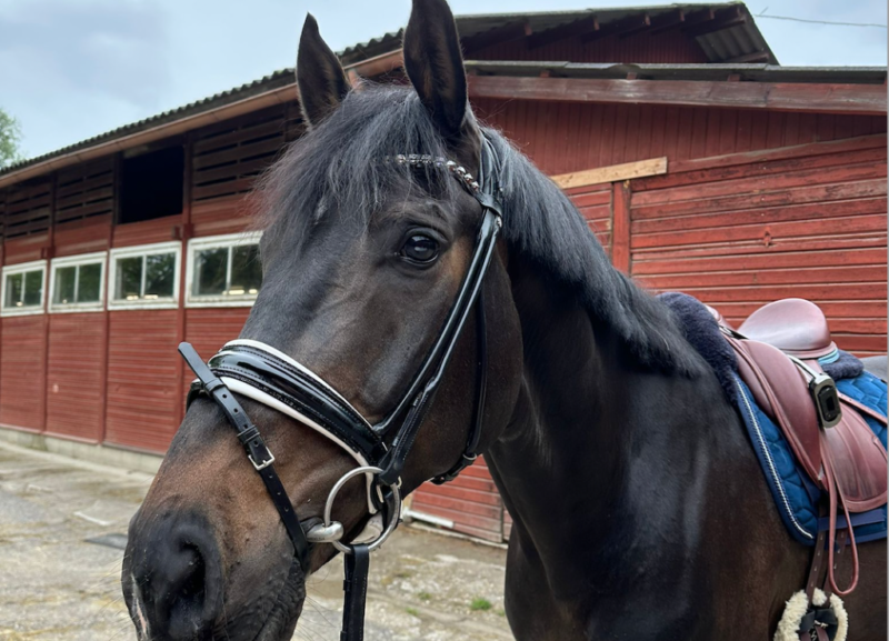Neues Grand-Prix-Pferd für Nicola Ahorner (ISR): Henderson ist ein elfjähriger KWPN-Wallach v. GLOCK's Johnson TN x Roh Magic. © Privat