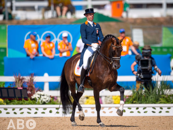 Der KWPN-Hengst GLOCK's Johnson TN nahm unter Hans Peter Minderhoud (NED) selbst an Olympischen Spielen teil und punktet durch seine zahlreichen Nachkommen im Dressursport. © Arnd Bronkhorst