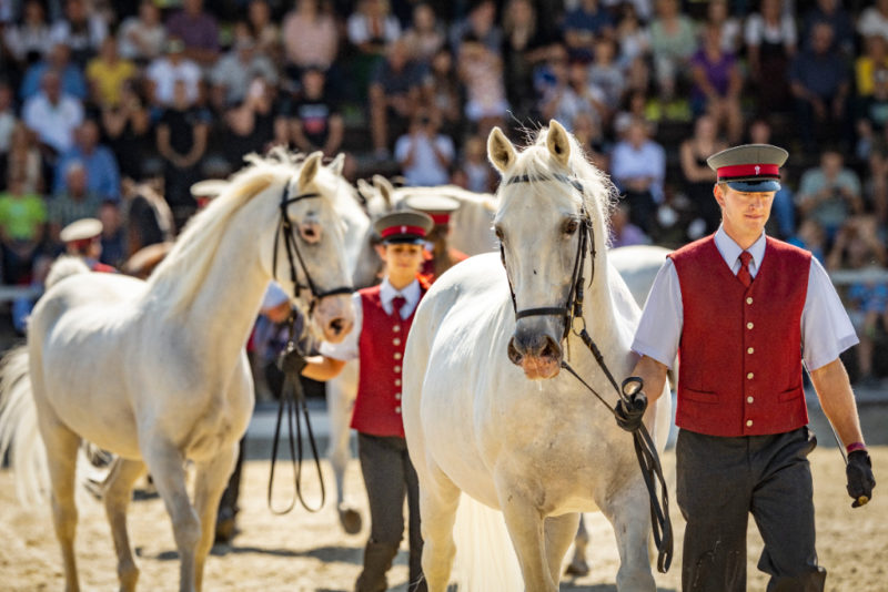 Mitmachen & Gewinnen: Wir verlosen sechsmal je zwei Tickets für die Muttertags-Gala am Samstag den 13.Mai 2023 im Gestüt Piber. © Harry Schiffer