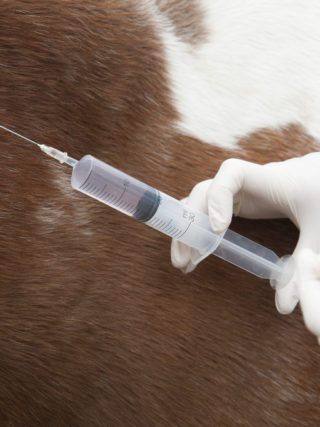 "Fit fürs Turnier"-Teil 2: Bevor es aufs Turnier geht, muss der Impfstatus des Pferdes gecheckt werden. © Symbolbild - Shutterstock / Peter Titmuss