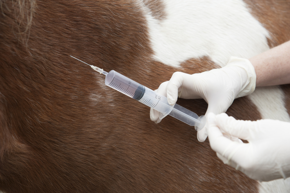 "Fit fürs Turnier"-Teil 2: Bevor es aufs Turnier geht, muss der Impfstatus des Pferdes gecheckt werden. © Symbolbild - Shutterstock / Peter Titmuss