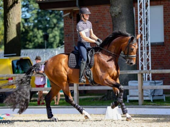 Vayron: Der 1,92m große Wallach wird bei der EM in Riesenbeck von Daniel Bachmann Andersen (DEN) vorgestellt. © EQWO.net / Petra Kerschbaum