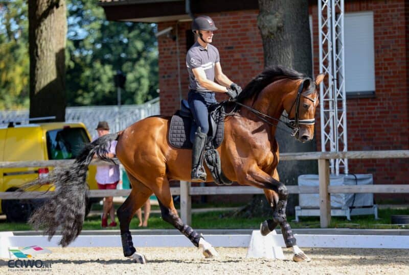 Vayron: Der 1,92m große Wallach wird bei der EM in Riesenbeck von Daniel Bachmann Andersen (DEN) vorgestellt. © EQWO.net / Petra Kerschbaum