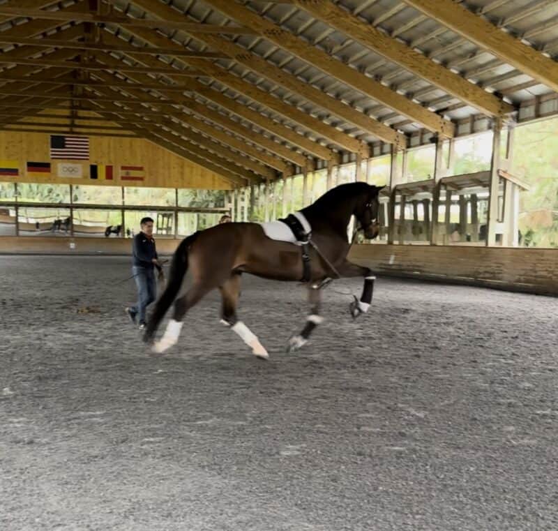 Gestern Nacht leakte jemand schockierende Bilder aus dem Stall des US-Reiters Cesar Parra. © Anonym