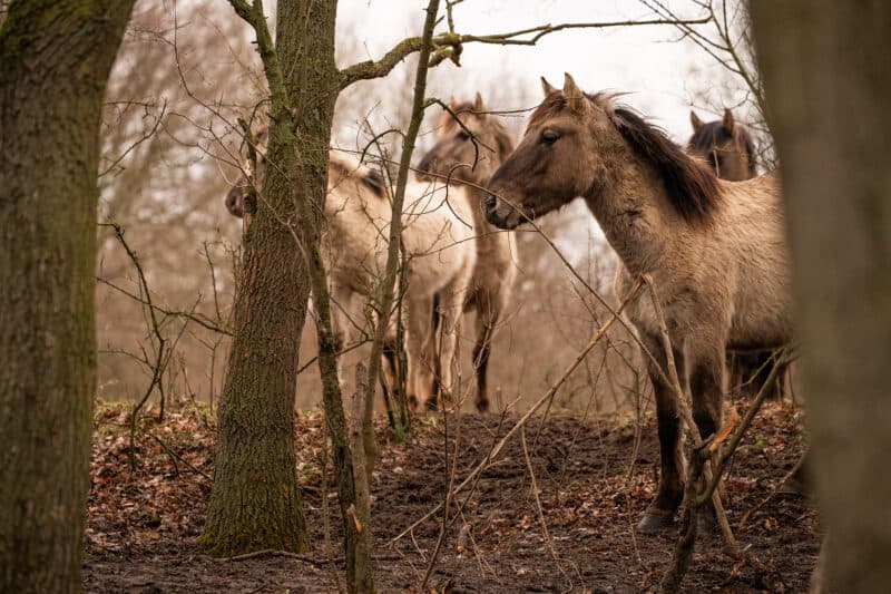Im Auenreservat im niederösterreichischen Marchegg können Besucher:innen eine Konik-Herde bestaunen. © Alexander Mayer