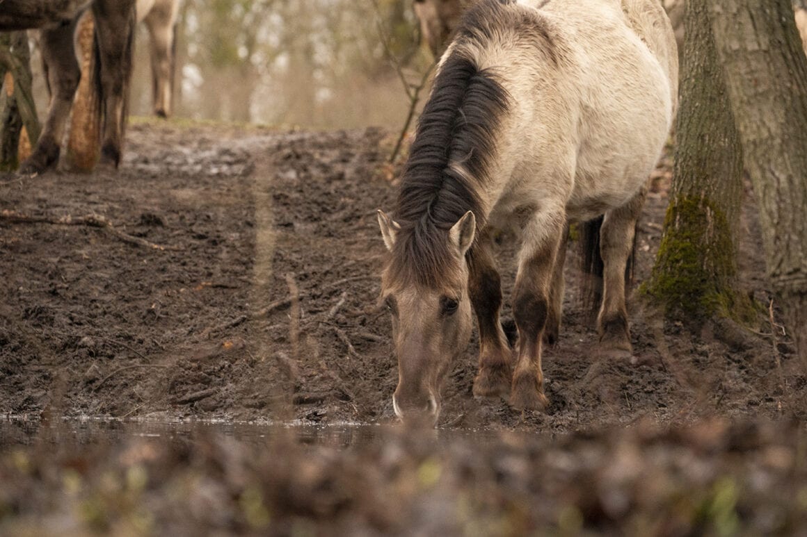 Die Konik-Herde wurde 2015 in Marchegg angesiedelt und soll der Landschaftspflege und Erhaltung des Gebietes dienen. © Alexander Mayer
