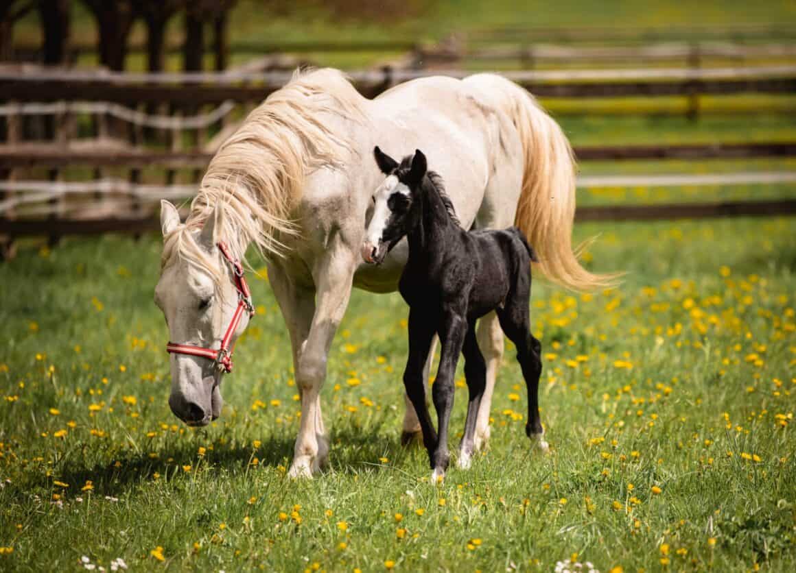 Nach ihrer Rettung entdeckte das Team der Pferdeklappe, dass Capriola trächtig war! Ihr Sohnemann ist gesund und bereits zwei Jahre alt. © Benedetta Manfredi