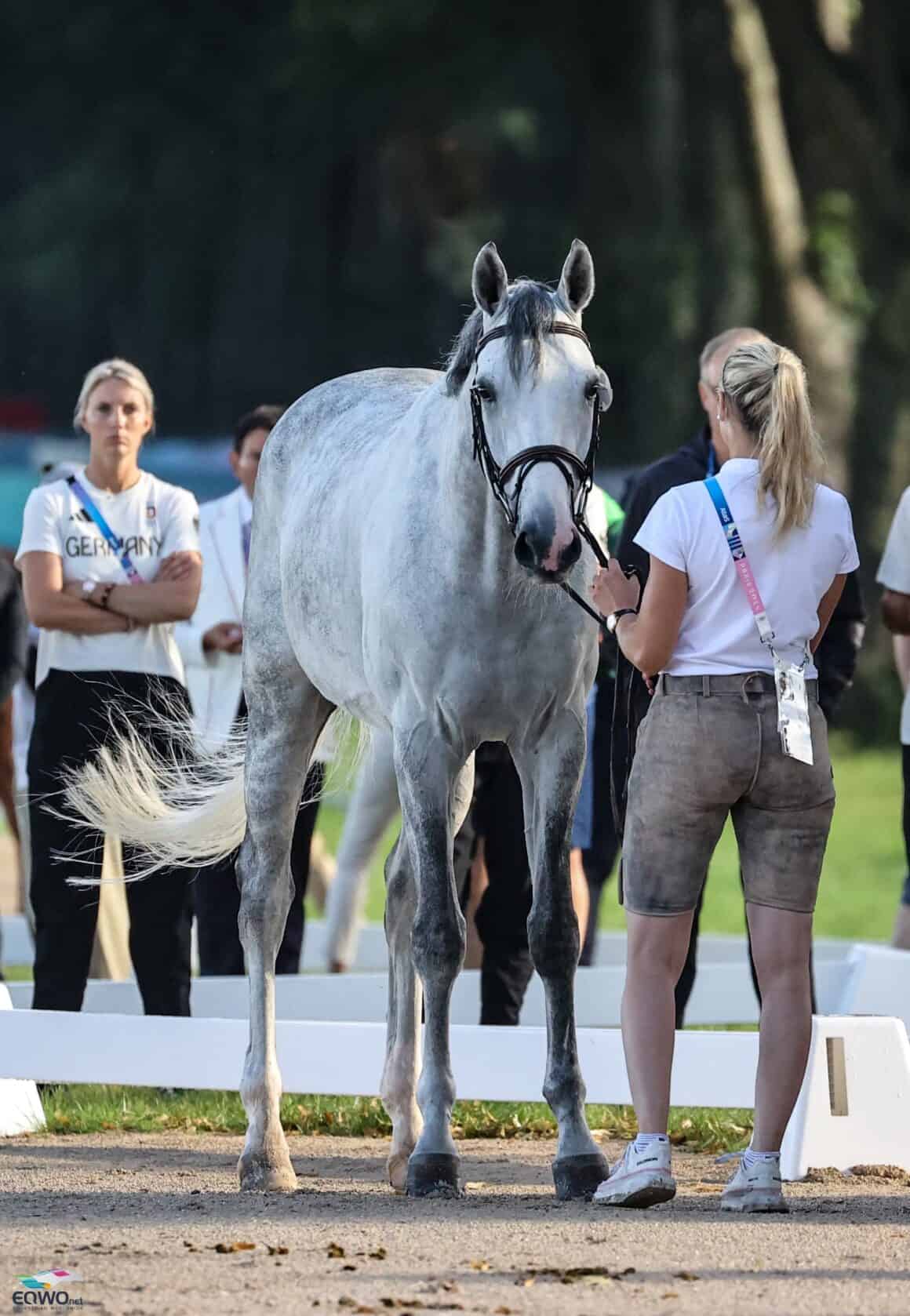 Vet-Check bestanden: Katharina Rhomberg (V) stellte heute früh ihren Schimmelwallach Colestus Cambridge erfolgreich vor. © EQWO.net | Petra Kerschbaum