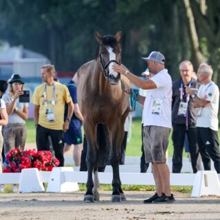 Reserverpaar Christoph Obernauer (T) und Kleons Renegade sind topfit und bereits jederzeit einzuspringen. © EQWO.net | Petra Kerschbaum