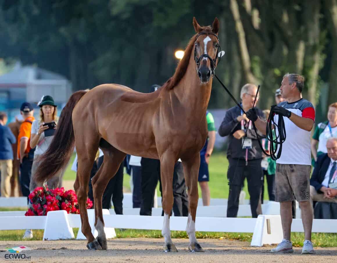 Der belgische Naxcel V präsentierte sich beim olympischen Vetchek gewohnt frisch. © EQWO.net | Petra Kerschbaum