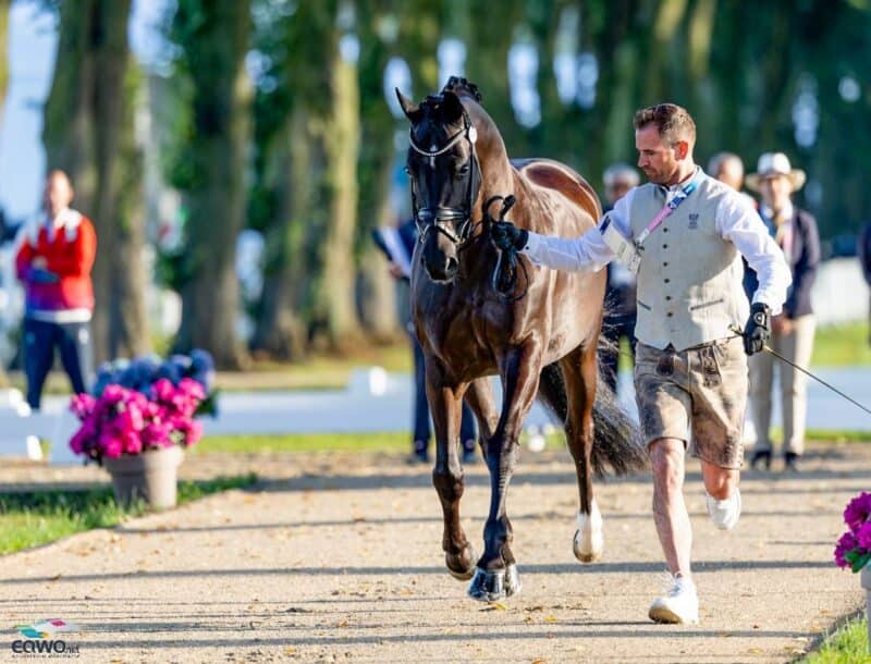 Team Austria: Accepted" Beim Vet-Check der Olympischen Spiele in Paris haben die drei österreichischen Pferde bestanden.© EQWO.net | Petra Kerschbaum