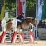 Haflinger Europachampionat 2024: Österreich holt zehn Goldmedaillen! © TEAM myrtill