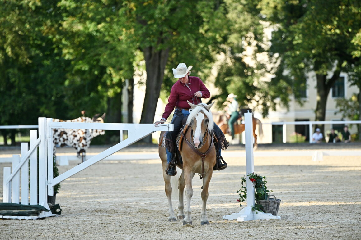 Haflinger im Working Equitation Parcours! © TEAM myrtill