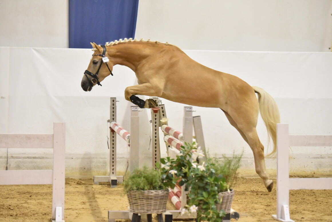 Stadl-Paura: Plätze 1,2 und 3 gab es für Österreichs Haflinger im Freispringen. © TEAM myrtill