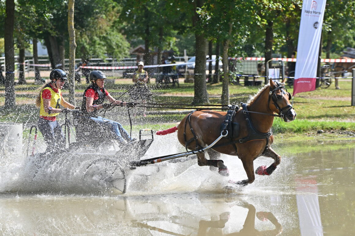 Vollgas! Die Haflinger beeindruckten in Stadl-Paura mit ihrer Vielseitigkeit. Am Foto: vor der Kutsche! © TEAM myrtill