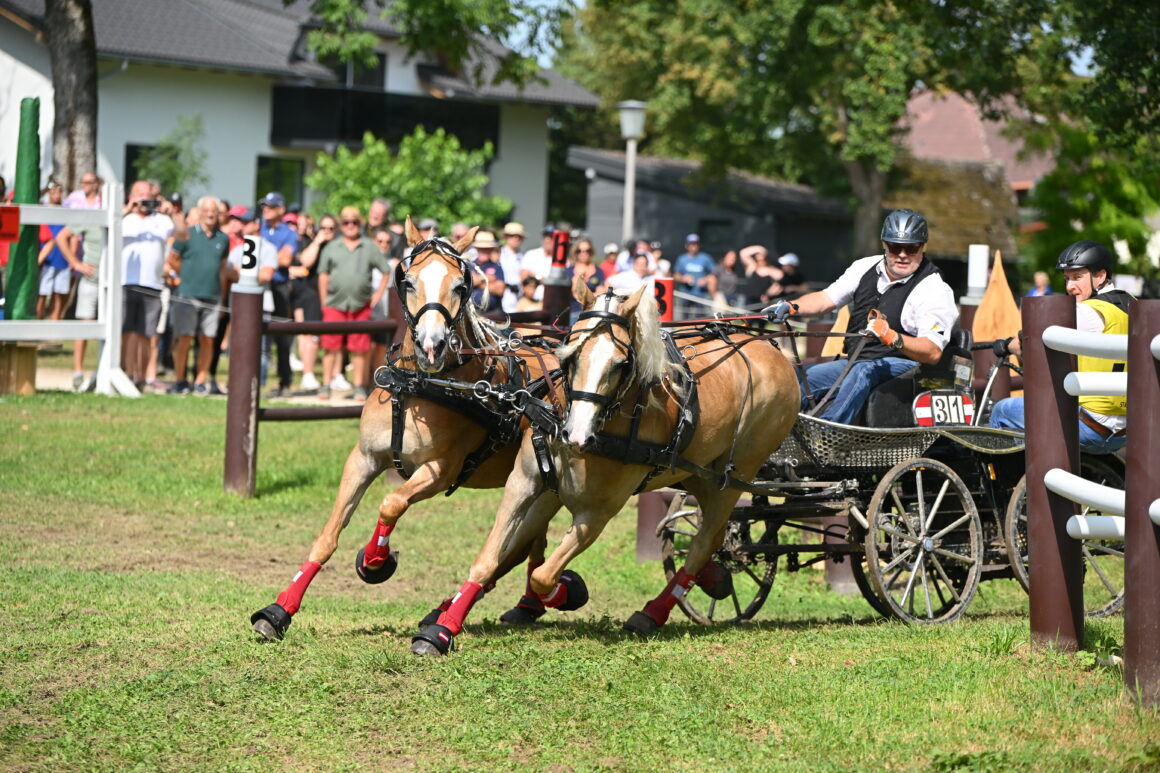 Beeindruckende Bilder vom Haflinger Europachampionat im Fahren in Stadl-Paura! © TEAM myrtill