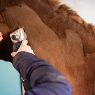 Damit die Pferde im Winter beim Reiten nicht so viel schwitzen, empfiehlt es sich zur Schermaschine zu greifen. © Adobe Stock