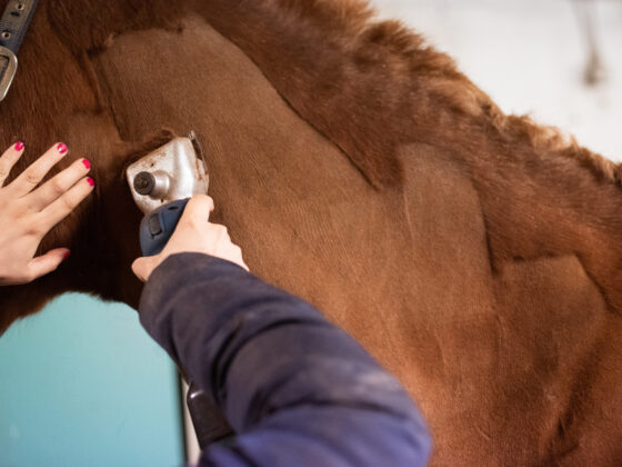 Damit die Pferde im Winter beim Reiten nicht so viel schwitzen, empfiehlt es sich zur Schermaschine zu greifen. © Adobe Stock