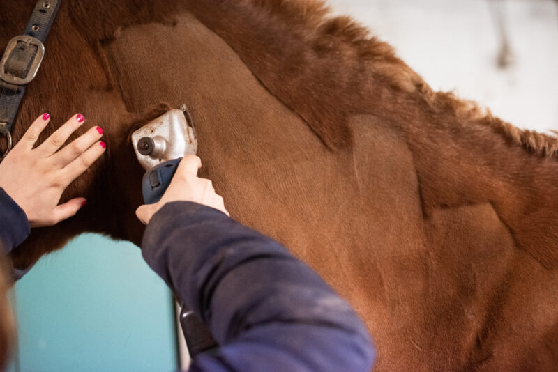 Damit die Pferde im Winter beim Reiten nicht so viel schwitzen, empfiehlt es sich zur Schermaschine zu greifen. © Adobe Stock