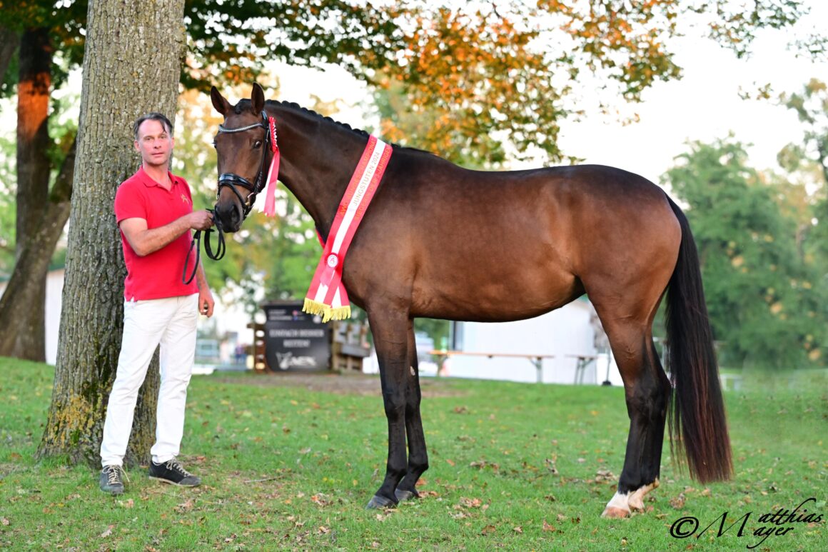 Siegerin dreijährige Dressur-Jungstuten: Viva la Vida Loca (Viva Gold x Fiderbach) aus der Zucht der Familie Rainer. © Matthias Mayer