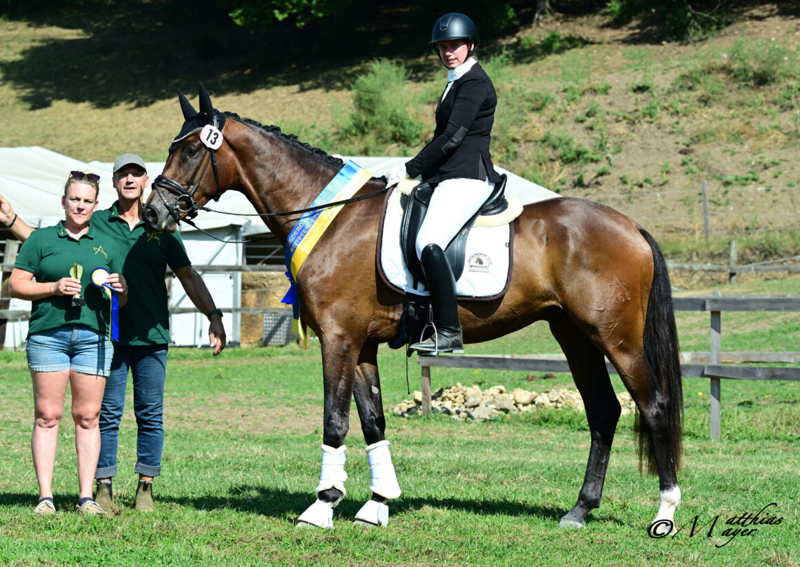 Sieger dreijährige Reitpferde: Fargo K v. Franklin - Davignon II (Z. & B.: Katharina & Wilhelm Krenn, Scheibbs; R.: Nadja Pollhammer) © Matthias Mayer