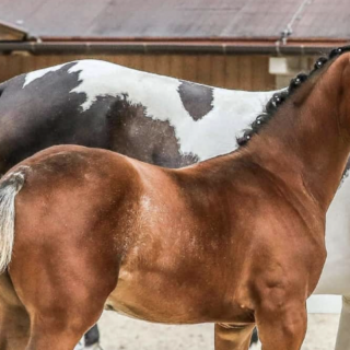 In Lend (S) wurde ein Jahrlings-Hengst von der Koppel gestohlen. © Privat