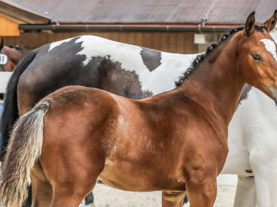 In Lend (S) wurde ein Jahrlings-Hengst von der Koppel gestohlen. © Privat