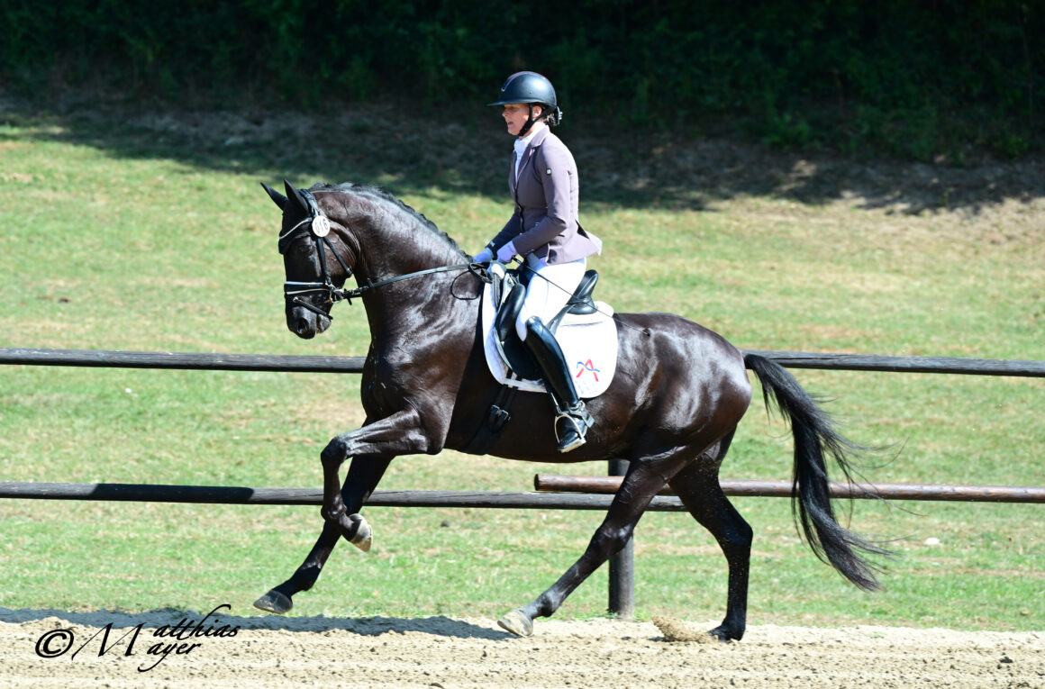 Sieger vierjährige Reitpferde: Dark Temptation W v. Dancier Gold – Quantensprung (Z.: Andreas Winter, Altenmarkt/Tr.; B. & R.: Oksana Gusarova, Hainfeld) © Matthias Mayer