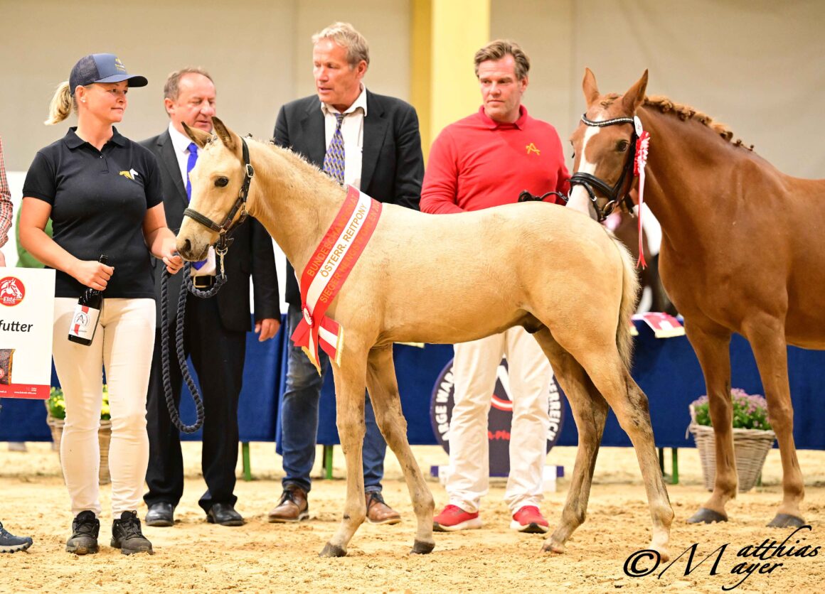 „Glückskeks T“, heißt die neue Bundeschampionesse der Reitponyfohlen. Mag. Hannelore Truttenberger aus Steyregg (OÖ) ist die Züchterin des gut linierten und typvollen Fohlens von Gold-Garant – FS Numero Uno. © Matthias Mayer