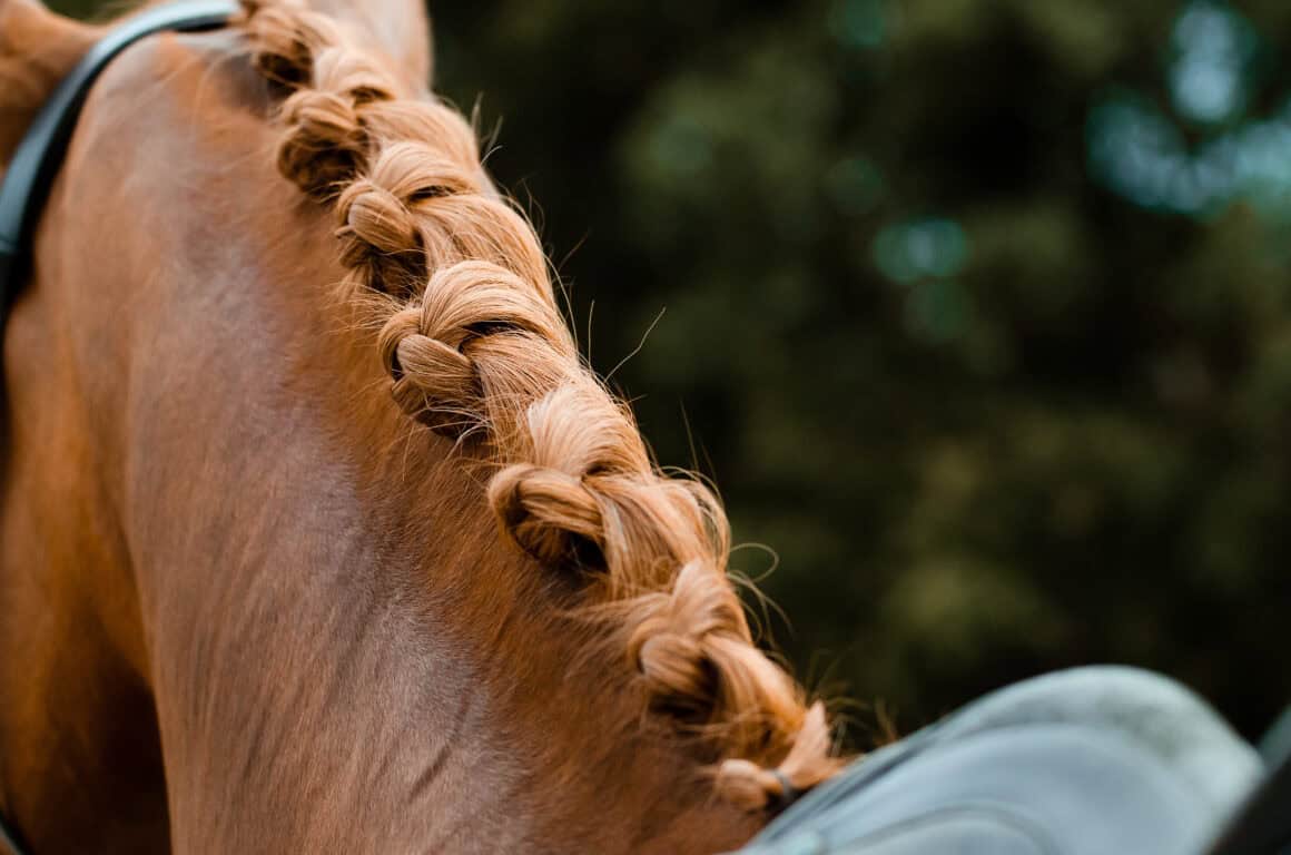 Jedes Pferd, das an einer pferdesportlichen Veranstaltung teilnehmen soll, muss laut der österreichischen Turnierordnung versichert sein. © Adobe Stock