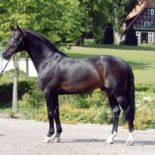 Die Vererber-Legende Contendro I ist mit 27 Jahren verstorben. © Holsteiner Verband/ Kiki Beelitz