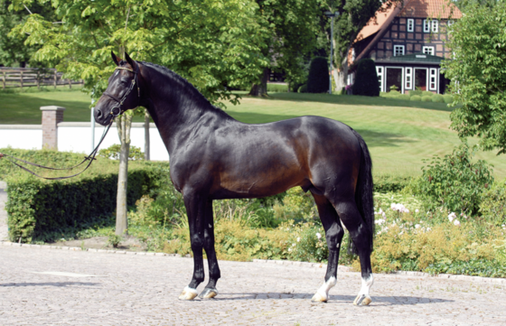 Die Vererber-Legende Contendro I ist mit 27 Jahren verstorben. © Holsteiner Verband/ Kiki Beelitz