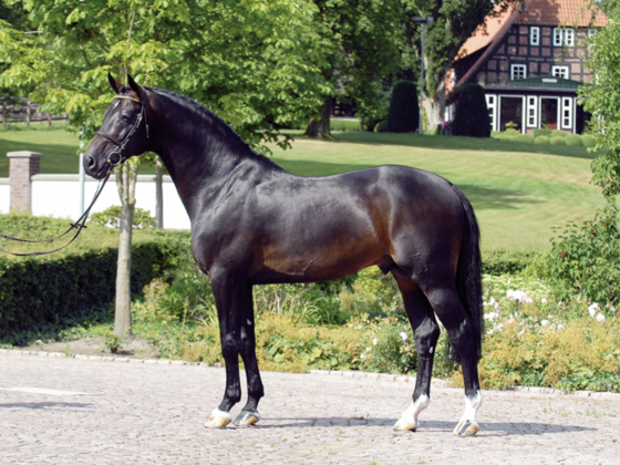 Die Vererber-Legende Contendro I ist mit 27 Jahren verstorben. © Holsteiner Verband/ Kiki Beelitz