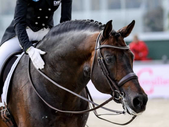 DIE FEI BEKANNTE SICH AM 1. OKTOBER ZU IHRER VISION DER DRESSUR. © EQWO.NET | PETRA KERSCHBAUM