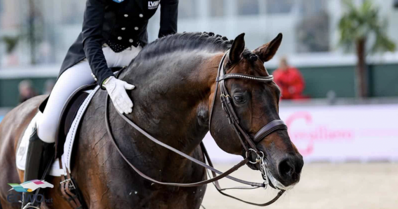 DIE FEI BEKANNTE SICH AM 1. OKTOBER ZU IHRER VISION DER DRESSUR. © EQWO.NET | PETRA KERSCHBAUM