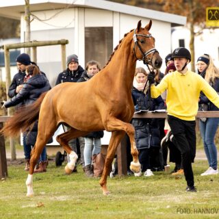 Der Donkey Boss x Don Olymbrio L-Nachkomme bildete mit 2 Millionen Euro die diesjährige Preisspitze. © FB: Hannoveraner Verband