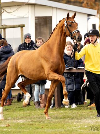 Der Donkey Boss x Don Olymbrio L-Nachkomme bildete mit 2 Millionen Euro die diesjährige Preisspitze. © FB: Hannoveraner Verband