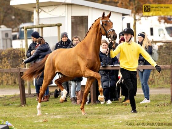 Der Donkey Boss x Don Olymbrio L-Nachkomme bildete mit 2 Millionen Euro die diesjährige Preisspitze. © FB: Hannoveraner Verband