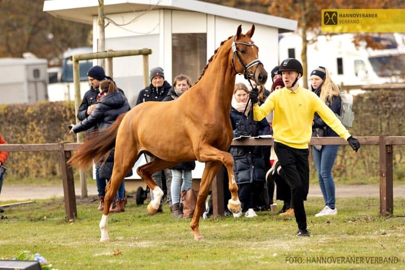 Der Donkey Boss x Don Olymbrio L-Nachkomme bildete mit 2 Millionen Euro die diesjährige Preisspitze. © FB: Hannoveraner Verband