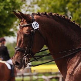 Swiss Equestrian hat ein neues Prüfungsformat! Beim Kombinierten Richten sollen Lektionen und Harmonie gleichermaßen wichtig sein. © Adobe Stock